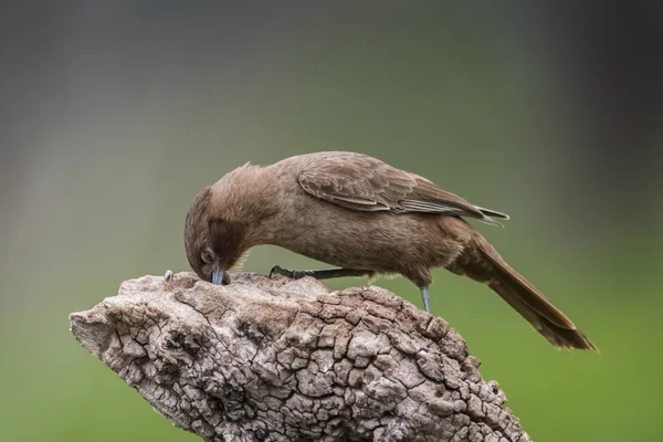 Hnědé Cacholote Pták Pampy Regionu Argentina — Stock fotografie