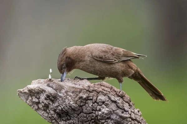 Καφέ Cacholote Πουλί Pampas Περιοχή Αργεντινή — Φωτογραφία Αρχείου