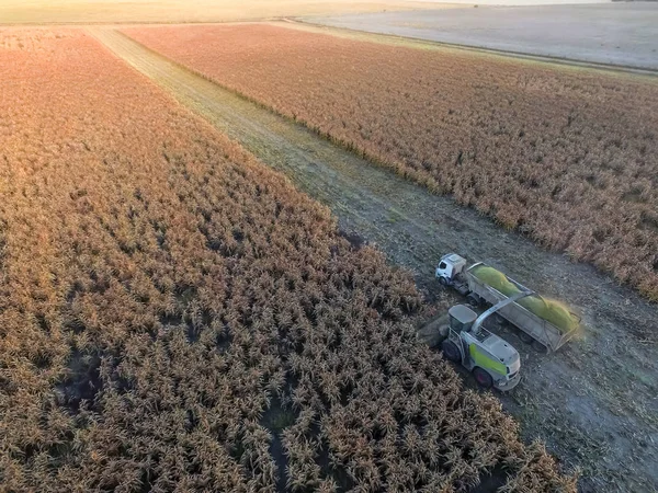 Sorghum Harvest Pampa Argentina — Stock Photo, Image