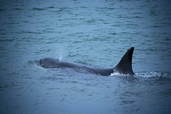 Orca Jakt Patagonien Argentina — Stockfoto