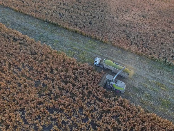 아르헨티나 팜파에서 수확한 — 스톡 사진