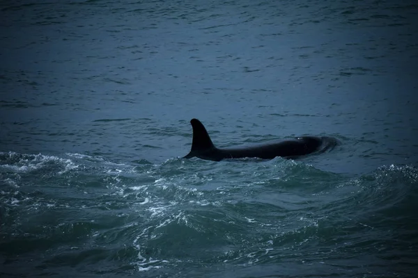 Orca Hunting Patagônia Argentina — Fotografia de Stock