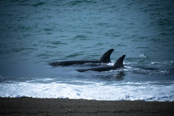 Orcas Caça Patagônia Península Valdes — Fotografia de Stock