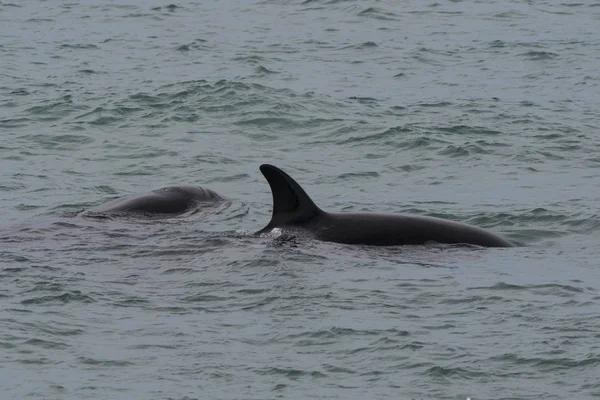 Orcas Caça Patagônia Península Valdes — Fotografia de Stock