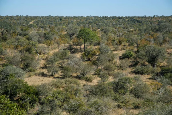 Kruger Milli Parkı'nda Afrika savana manzara