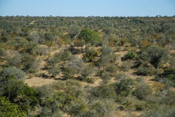 克鲁格国家公园的非洲大草原景观 — 图库照片