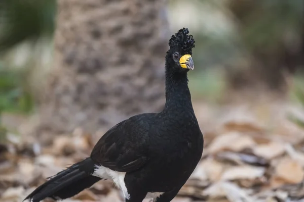 Bare Faced Curassow Jungle Environment Pantanal Brazil — Stock Photo, Image