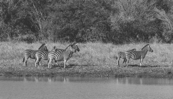 Zebralar Afrika Savannah Sürüsü — Stok fotoğraf