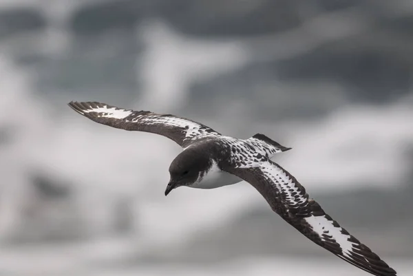 Cabo Petrel Ave Antártica Antártida — Foto de Stock