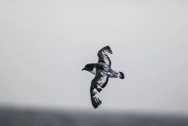 Pájaro Petrel Del Cabo Antártida — Foto de Stock