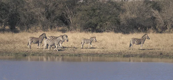 Zebralar Afrika Savannah Sürüsü — Stok fotoğraf