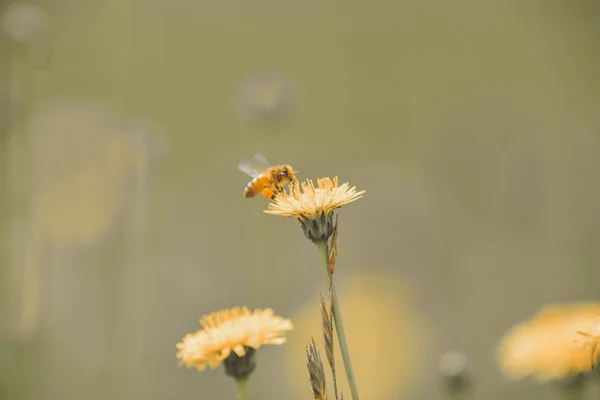 Biene Auf Blume Patagonien Argentinien — Stockfoto