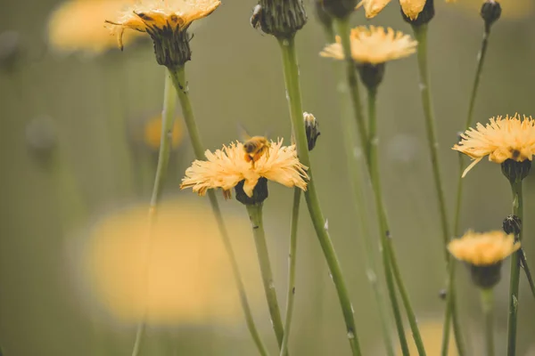 Μέλισσα Λουλούδι Στην Παταγονία Αργεντινή — Φωτογραφία Αρχείου