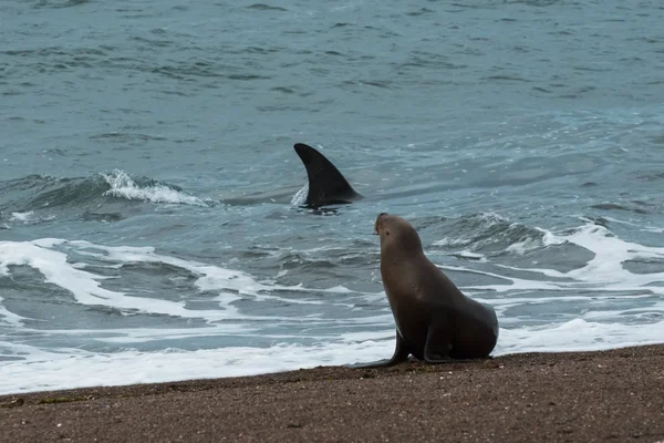 Orca Polowanie Lew Morski Patagonia Argentyna — Zdjęcie stockowe