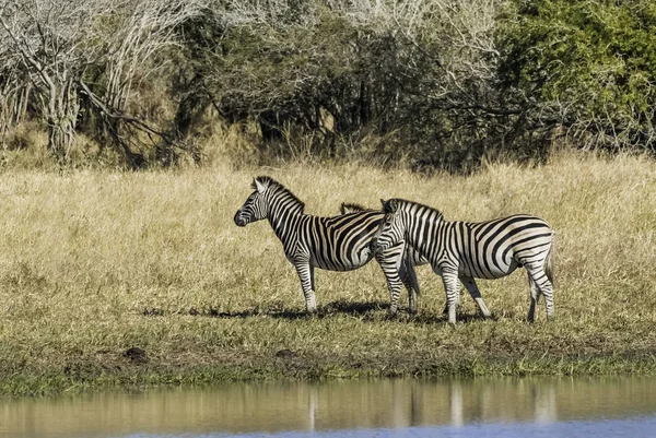 Herd Zebras African Savannah — Stock Photo, Image