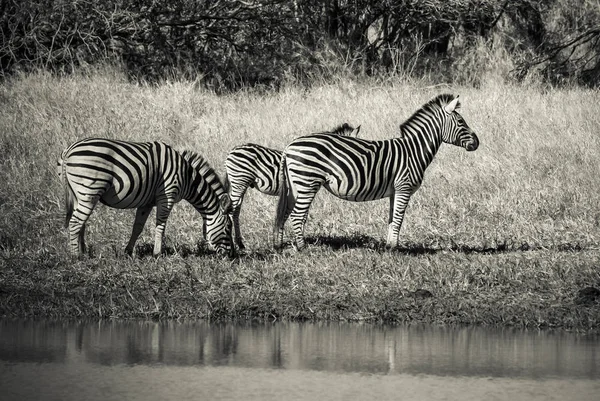 Stádo Zeber Africké Savany — Stock fotografie