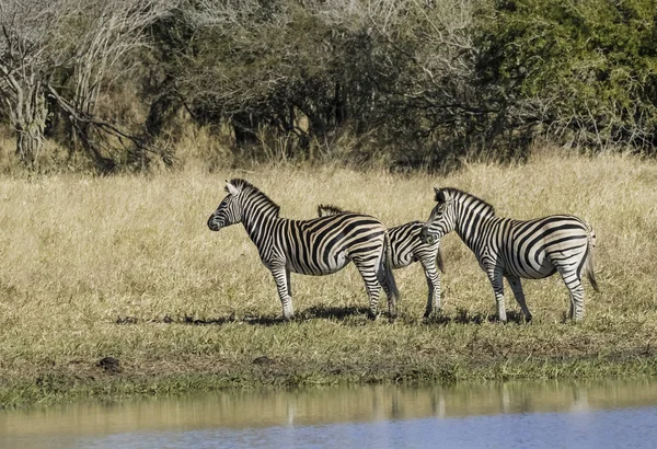 Manada Cebras Sabana Africana — Foto de Stock