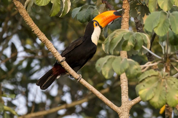Orman ortamında Toco toucan, Pantanal, Brezilya