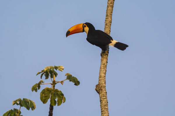Toco toucan in forest environment, Pantanal, Brazil