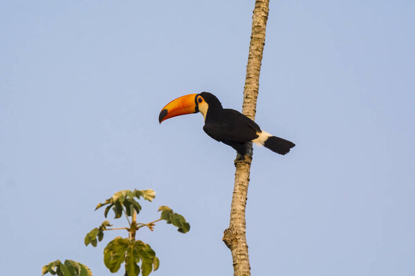 Toco toucan in forest environment, Pantanal, Brazil