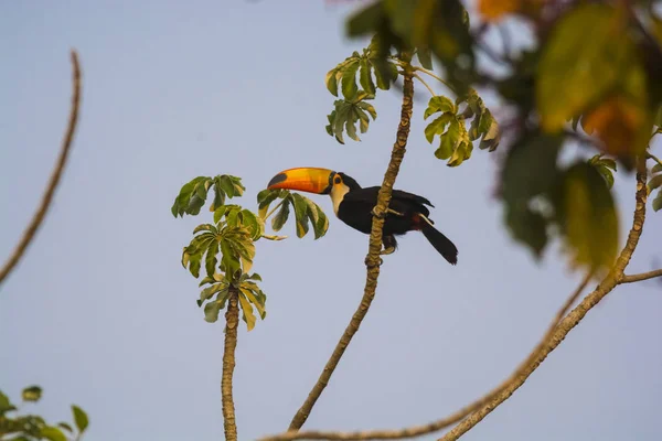 Toco Toucan Forest Environment Pantanal Brasil — Foto de Stock