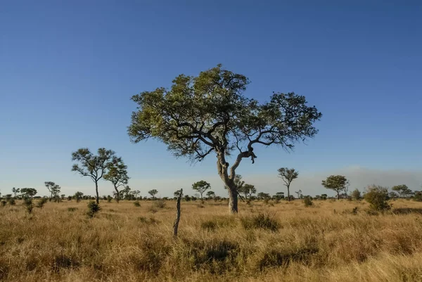 Savannah Africano Paisagem África Sul — Fotografia de Stock