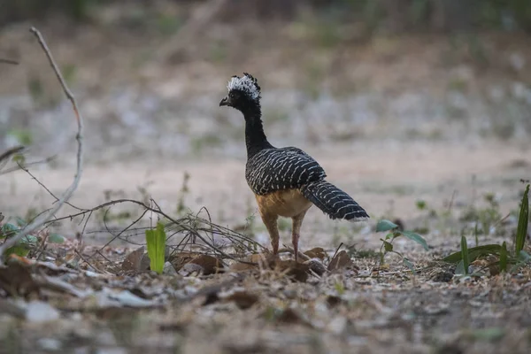 Bare Står Curassow Jungle Miljø Pantanal Brasilien - Stock-foto