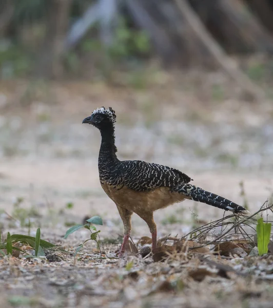 Nackten Gesicht Curassow Einer Dschungel Umgebung Pantanal Brasilien — Stockfoto