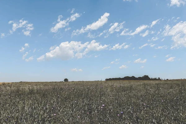 野生の花と青い空を持つ美しいフィールド — ストック写真