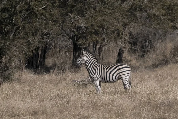 Meghatározatlan Zebra Afrikai Savannah — Stock Fotó