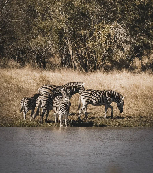 Manada Cebras Sabana Africana — Foto de Stock