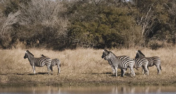 アフリカのサバンナのシマウマの群れ — ストック写真