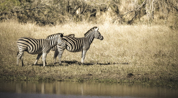 Herd of zebras in African Savannah