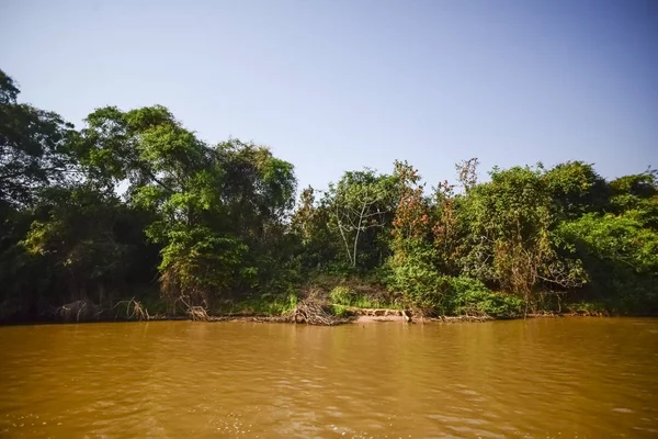 River Landscape Jungle Pantanal Brazil — Stock Photo, Image