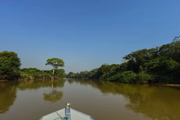 Paysage Fluvial Jungle Pantanal Brésil — Photo