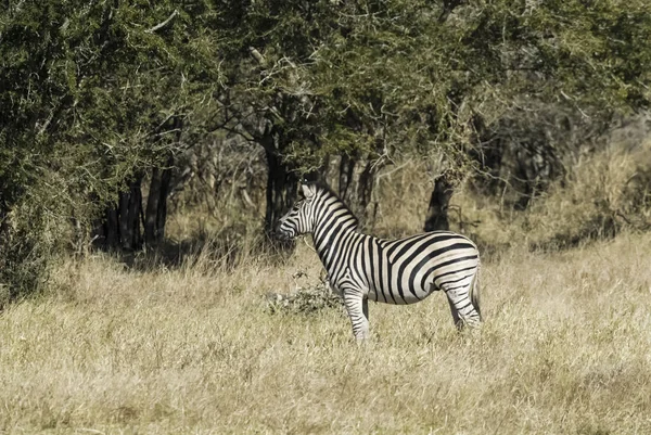 Звичайна Зебра Африканській Савані — стокове фото