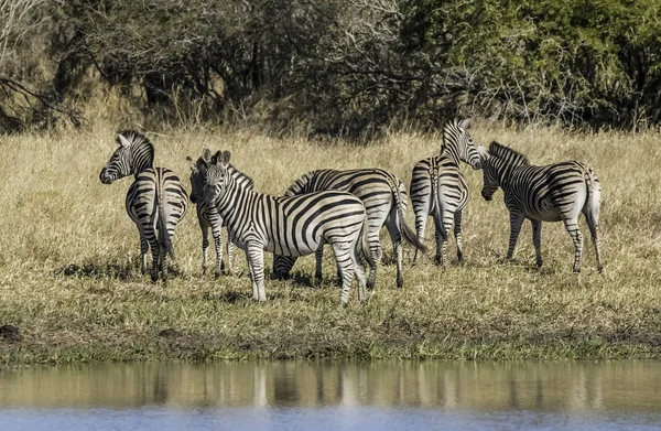 Zebraherde Afrikanischer Savanne — Stockfoto