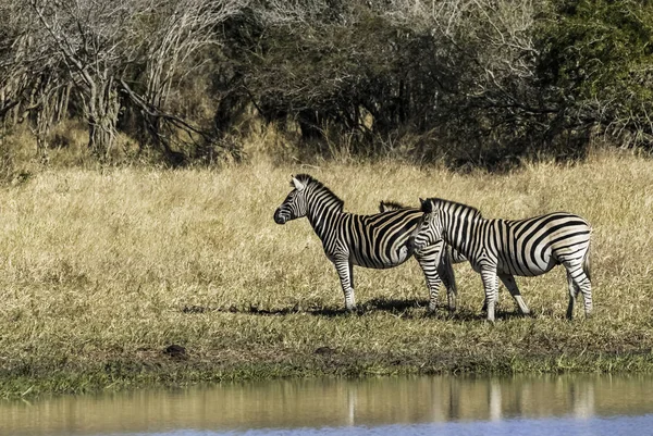 Zebralar Afrika Savannah Sürüsü — Stok fotoğraf