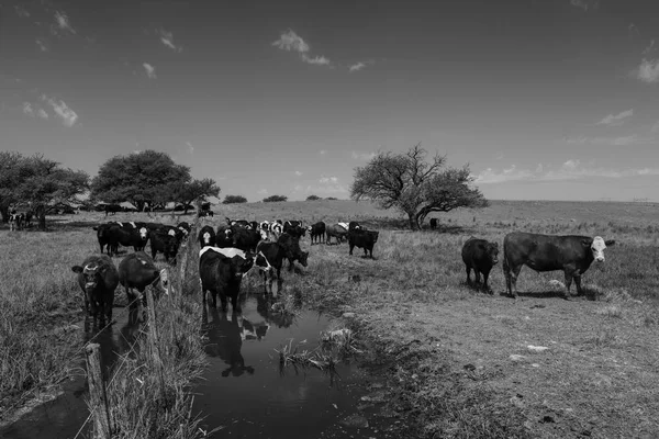 Groupe Vaches Pampas Argentine — Photo