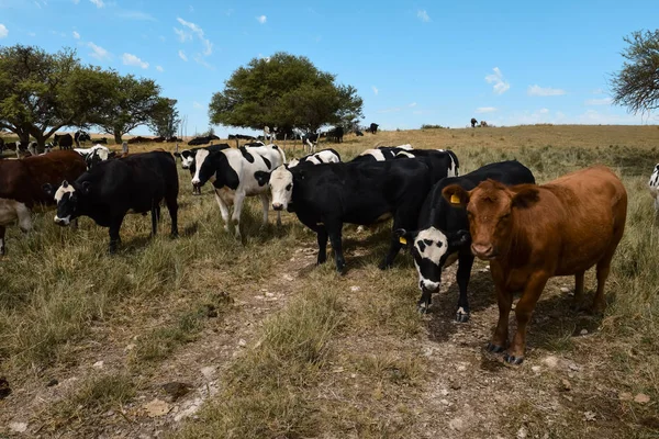 Ομάδα Των Αγελάδων Πάμπας Της Αργεντινής — Φωτογραφία Αρχείου