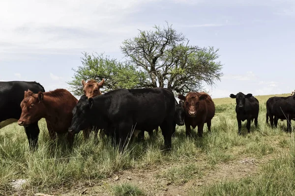 Группа Коров Пампас Аргентина — стоковое фото
