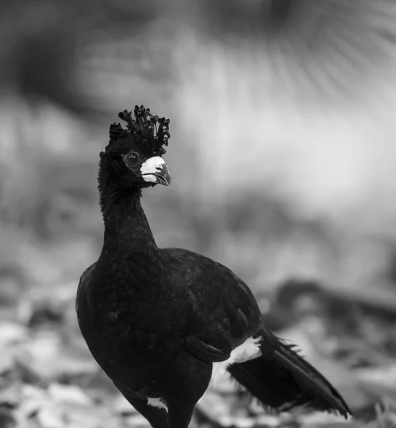 Bare Faced Curassow Ambiente Giungla Pantanal Brasile — Foto Stock