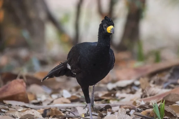 Bare Faced Curassow Jungle Environment Pantanal Brazil — Stock Photo, Image