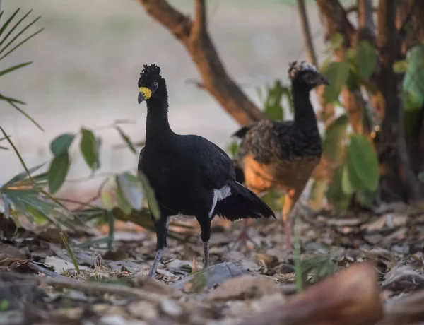 Pájaros Curassow Desnudos Ambiente Selvático Pantanal Brasil — Foto de Stock