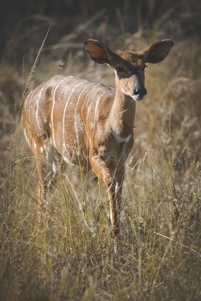 Antilope Selvatica Africana Natura — Foto Stock