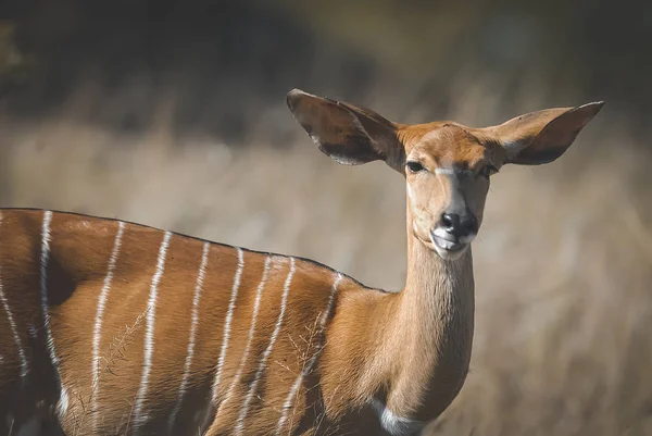 Antílope Salvaje Africano Naturaleza — Foto de Stock