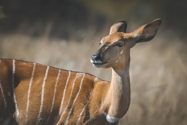 Antílope Selvagem Africano Natureza — Fotografia de Stock