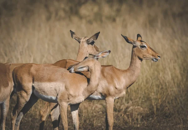 Nyala Zvířata Jižní Afriky — Stock fotografie