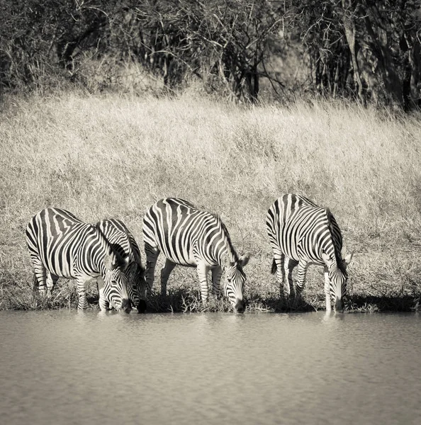 アフリカのサバンナのシマウマの群れ — ストック写真
