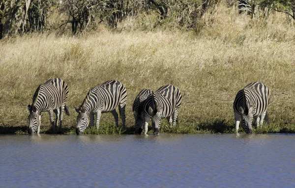 Zebraherde Afrikanischer Savanne — Stockfoto